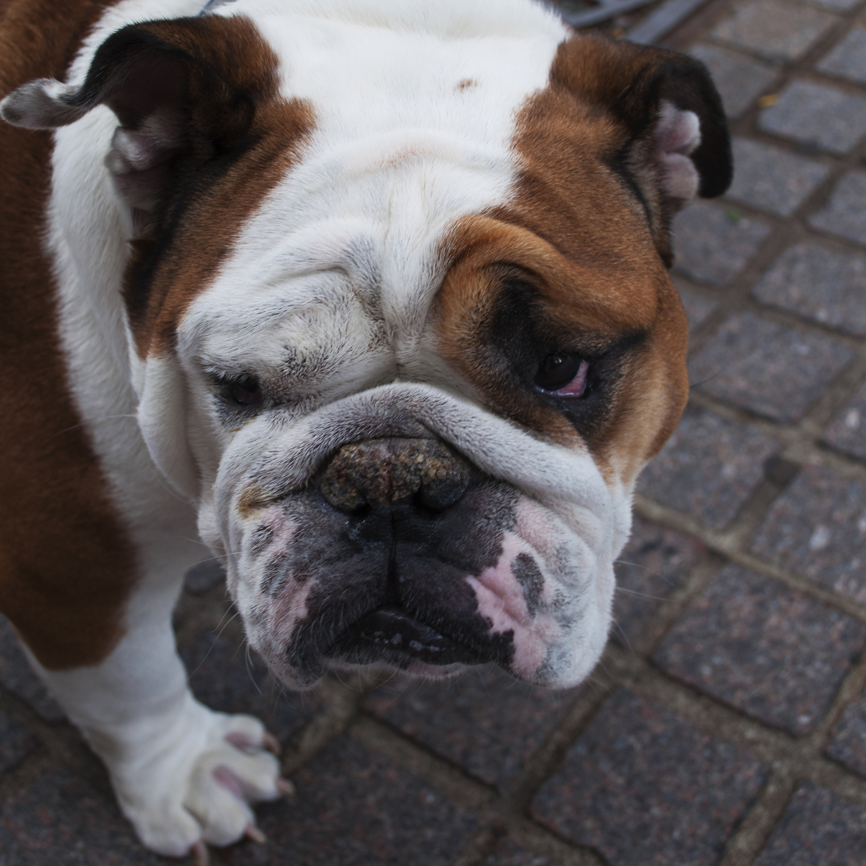 Winston the bulldog on Newbury Street Boston